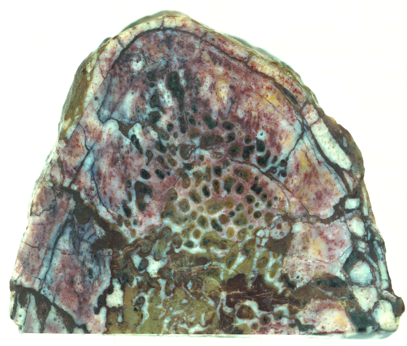 The Lufengosaurus rib where the proteins were found. (Image: Robert Reisz)